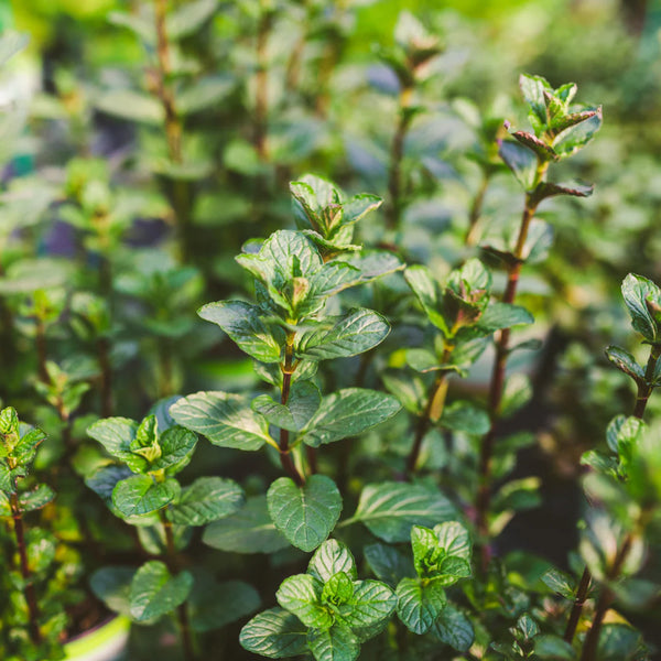 Wild Peppermint