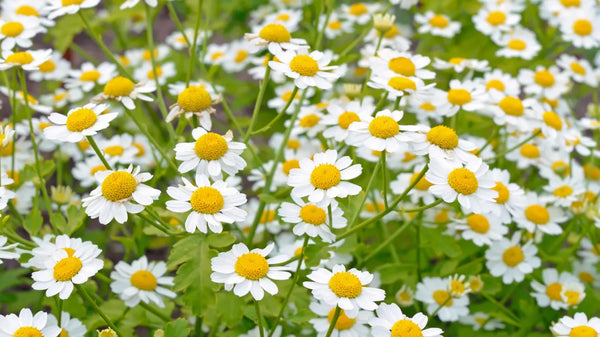 Feverfew Extract